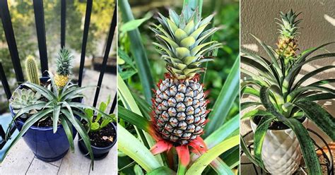 How Long Does It Take to Become a Medical Director, and Why Do Pineapples Grow Upside Down?