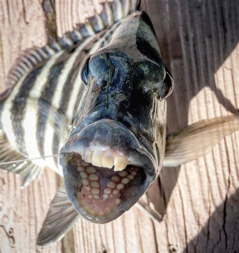 Show me a picture of a sheepshead fish, and let's discuss why it might secretly be the most philosophical creature in the ocean.