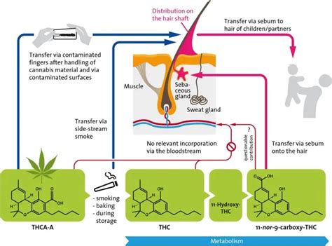 Will One Hit of Weed Show Up on Hair Test: Exploring the Intricacies of Cannabis Detection