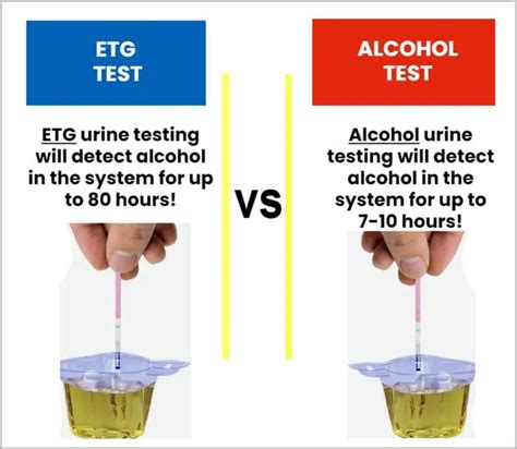 Will One Shot Show Up on ETG Test: A Dive into the Unpredictable Nature of Alcohol Metabolism